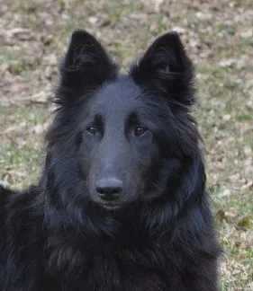 Black Obsidian Khendra – kép 4