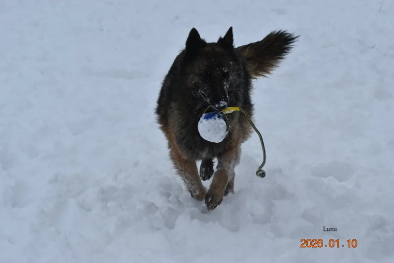 Black Obsidian Luna – kép 2