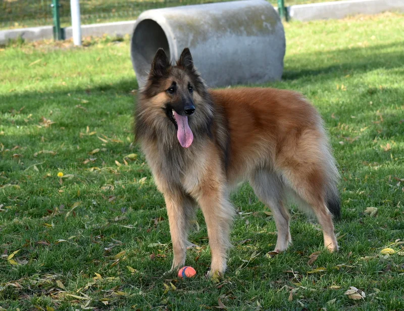 Black Obsidian Quinn 'Merlin'