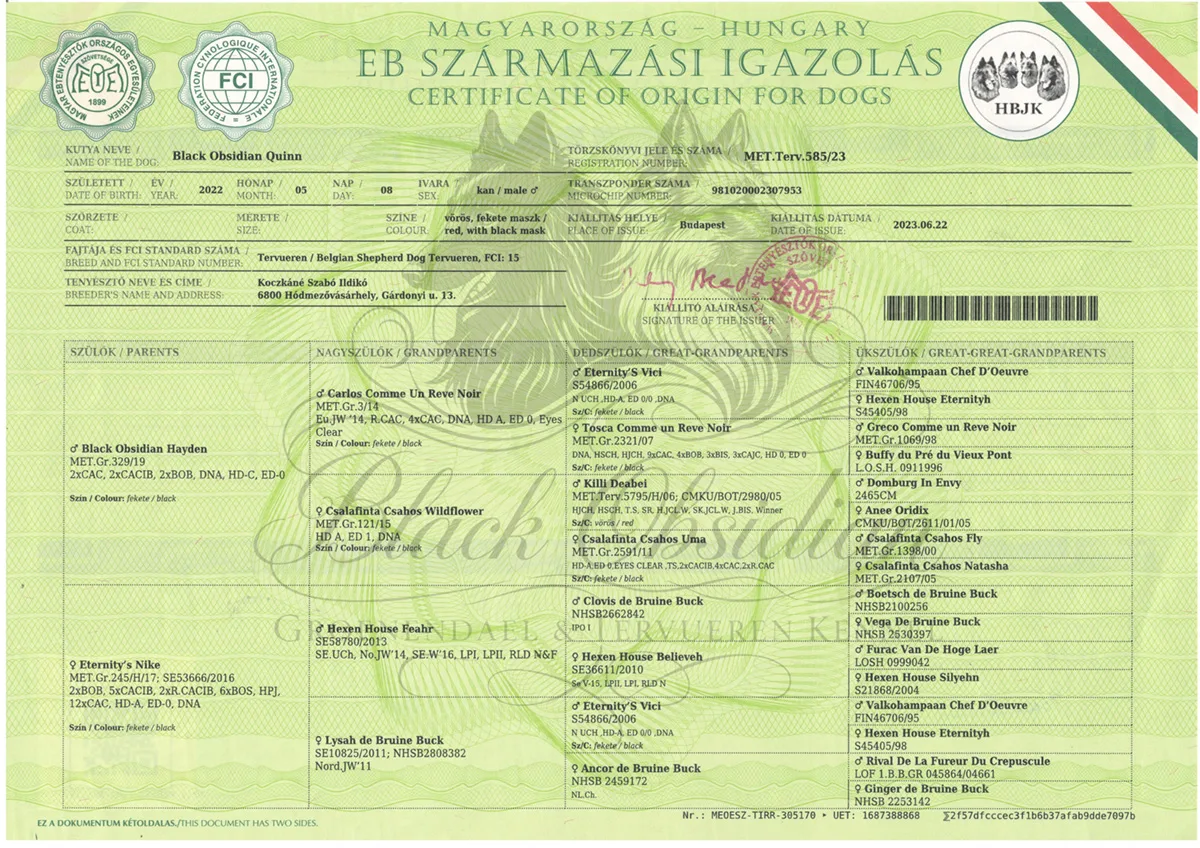 Black Obsidian Quinn 'Merlin' – kép 3