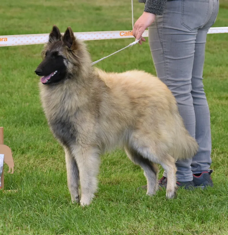 Black Obsidian Tequila