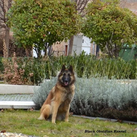 Glimbi's Chanel Belgiador V. Jayla – 4. kép