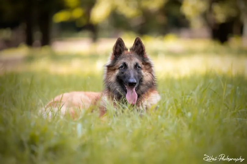 Glimbi's Chanel Belgiador V. Jayla – 6. kép