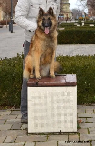 Glimbi's Chanel Belgiador V. Jayla – 7. kép