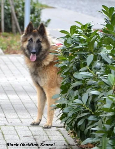 Glimbi's Chanel Belgiador V. Jayla – 9. kép