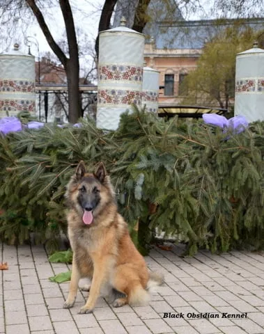 Glimbi's Chanel Belgiador V. Jayla – 10. kép