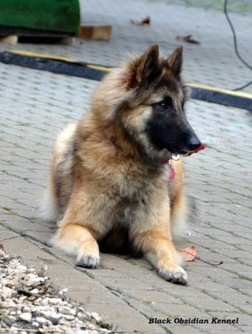 Glimbi's Chanel Belgiador V. Jayla – 13. kép