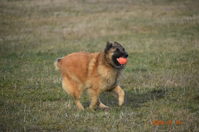 Glimbi's Chanel Belgiador V. Jayla – 16. kép