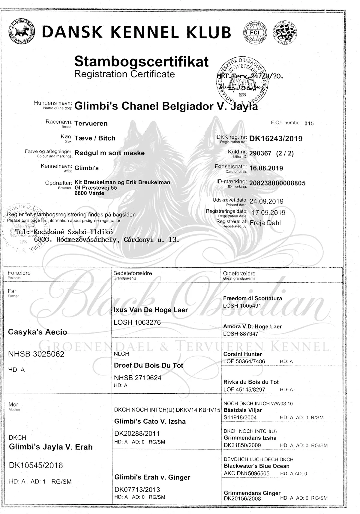 Glimbi's Chanel Belgiador V. Jayla – kép 3