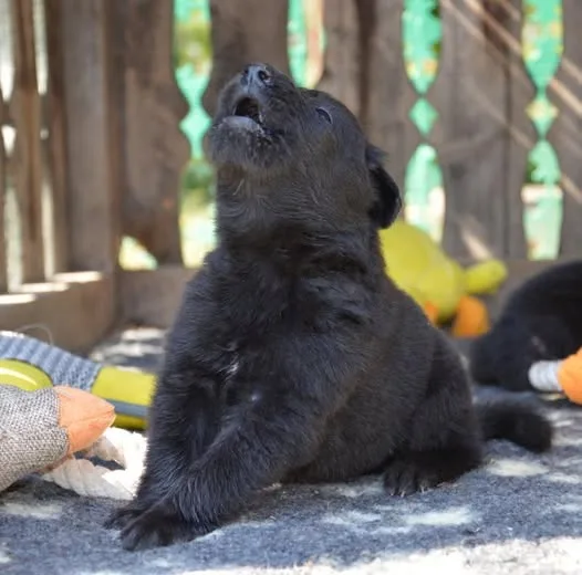 Black Obsidian Hayden – 4. kép