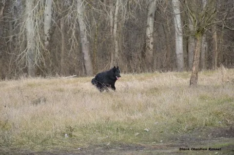 Black Obsidian Hayden – 6. kép