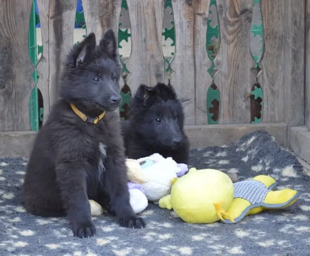 Black Obsidian Hayden – 9. kép