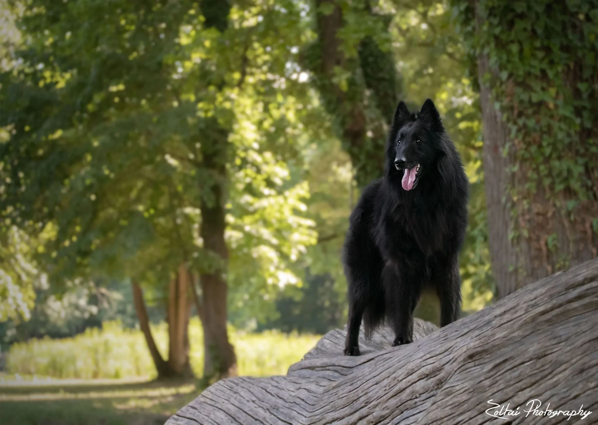 Black Obsidian Hayden – 16. kép