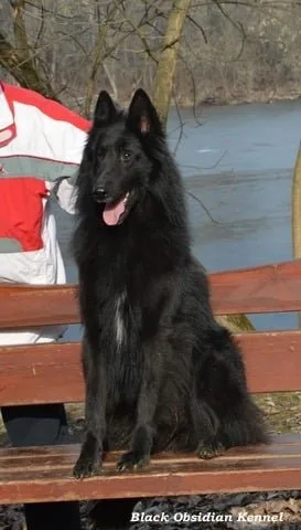 Black Obsidian Hayden – 17. kép