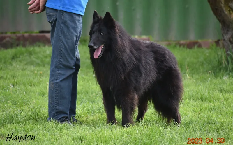 Black Obsidian Hayden – 22. kép