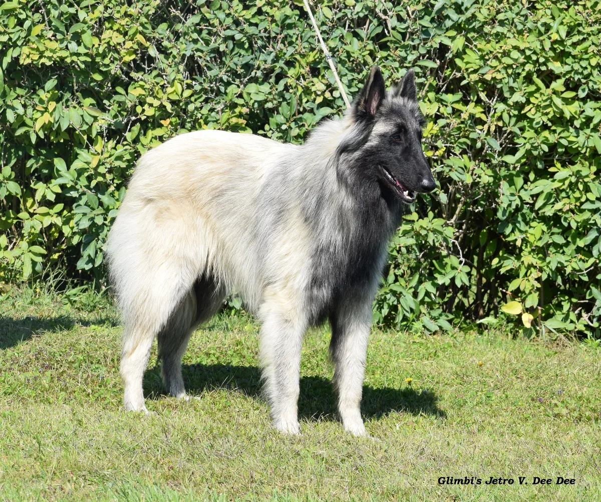 Glimbi's Jetro V. Dee Dee – 3. kép