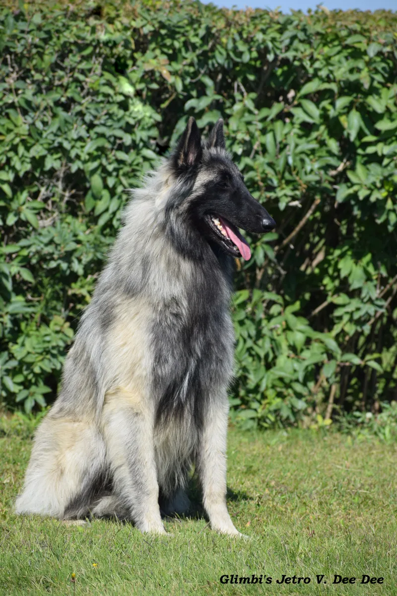 Glimbi's Jetro V. Dee Dee – 5. kép