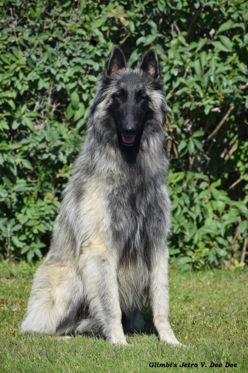 Glimbi's Jetro V. Dee Dee – 6. kép