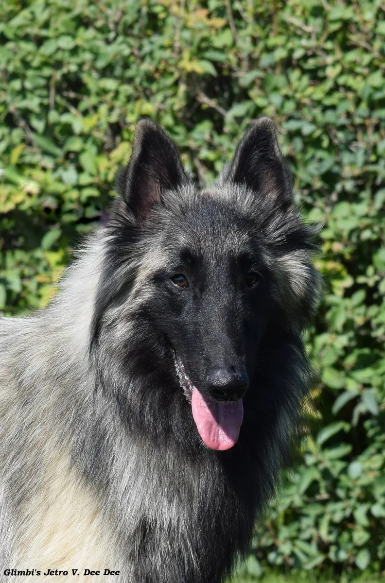 Glimbi's Jetro V. Dee Dee – 7. kép