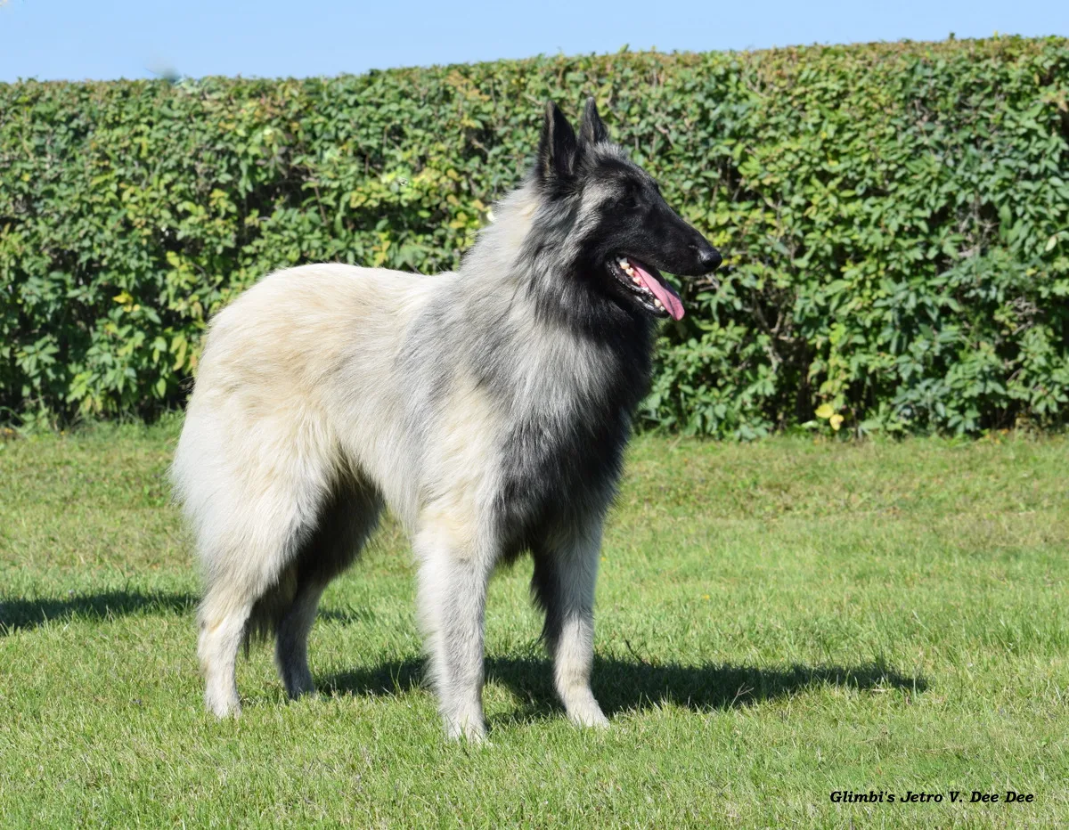 Glimbi's Jetro V. Dee Dee – 8. kép