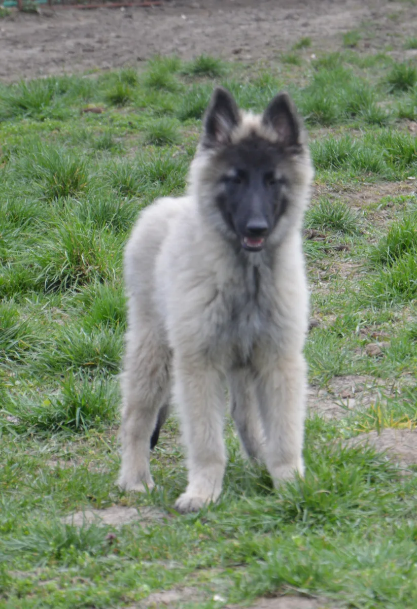 Glimbi's Jetro V. Dee Dee – 9. kép