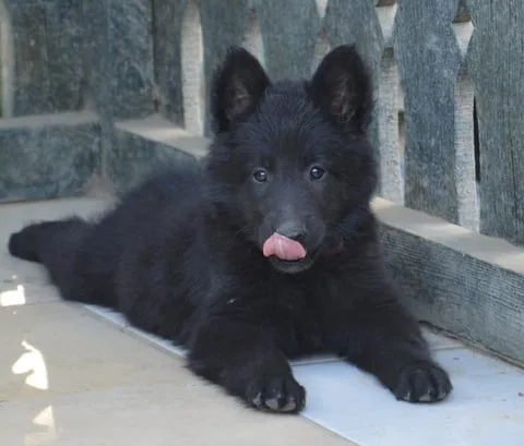 Black Obsidian Khendra – 15. kép