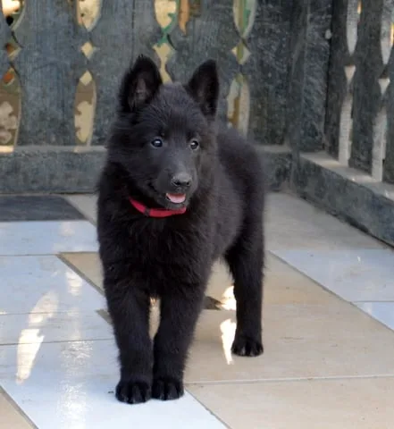 Black Obsidian Khendra – 17. kép