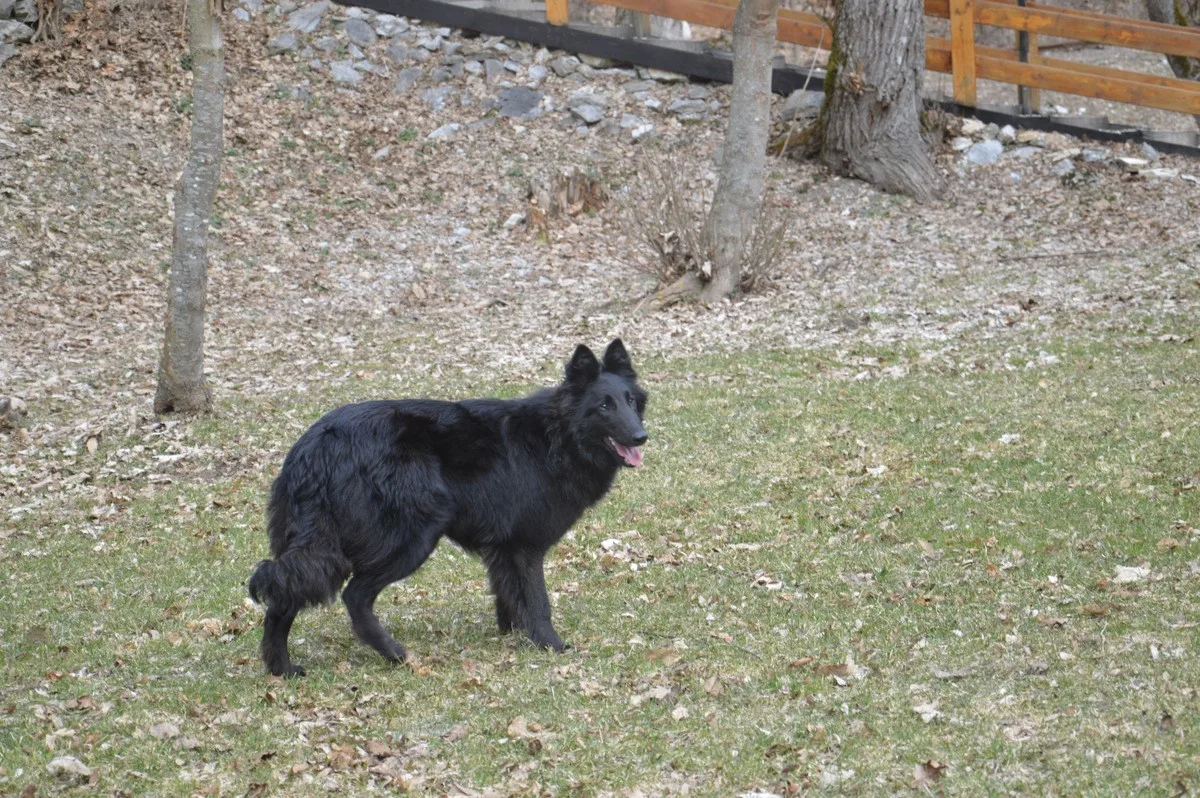 Black Obsidian Khendra – 19. kép