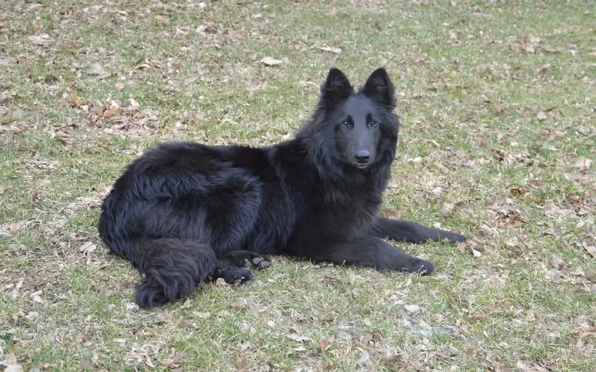 Black Obsidian Khendra – 21. kép