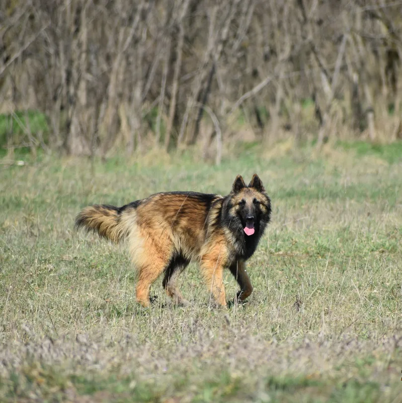 Black Obsidian Luna – 4. kép