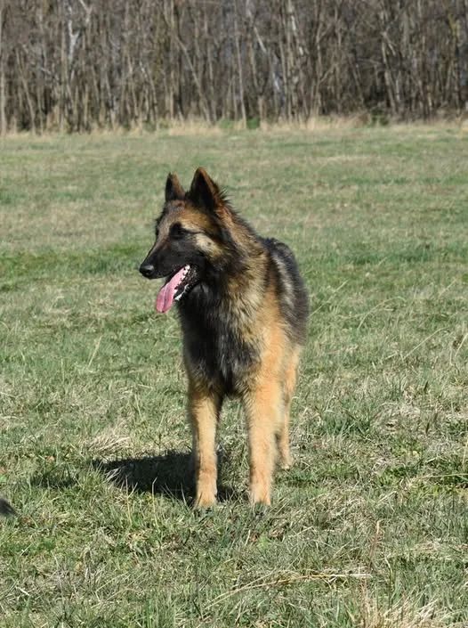 Black Obsidian Luna – 6. kép