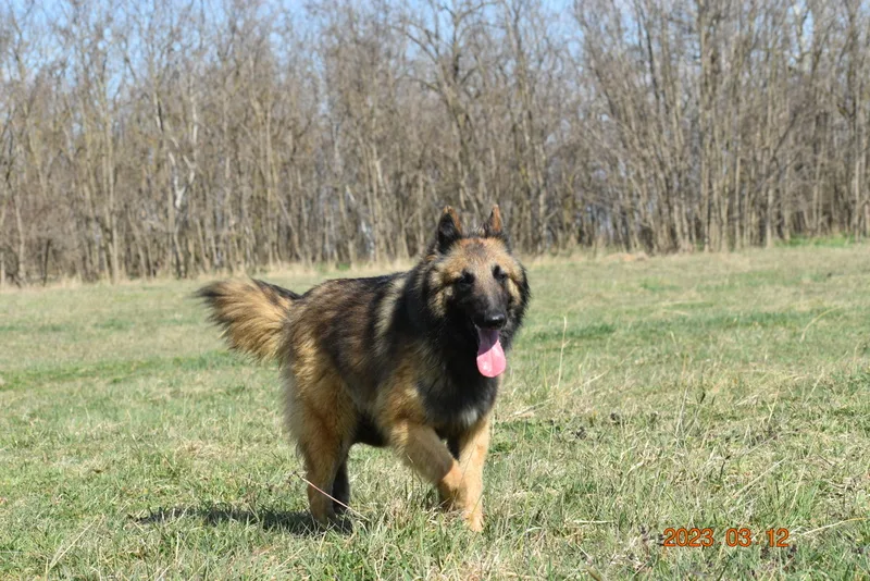 Black Obsidian Luna – 7. kép