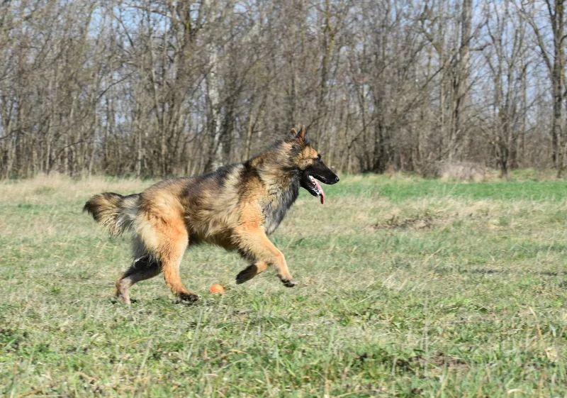 Black Obsidian Luna – 10. kép