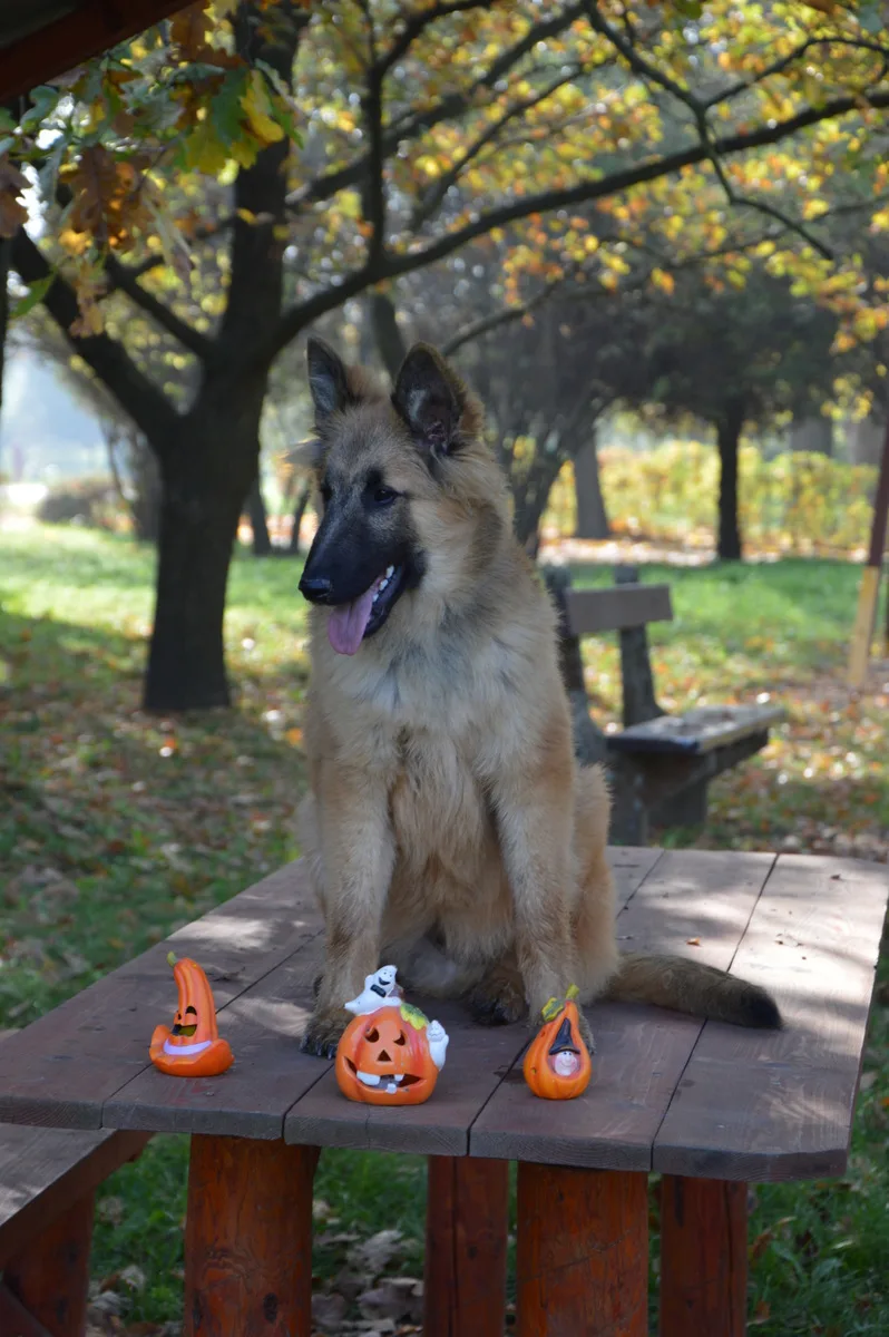 Black Obsidian Quinn 'Merlin' – 7. kép