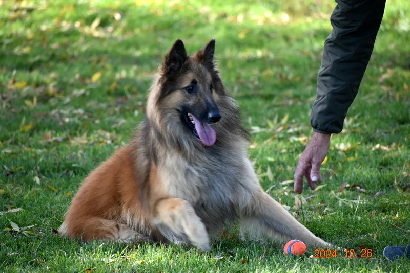 Black Obsidian Quinn 'Merlin' – 10. kép