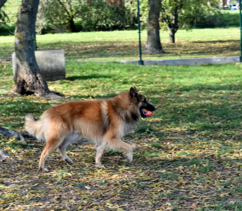 Black Obsidian Quinn 'Merlin' – 11. kép