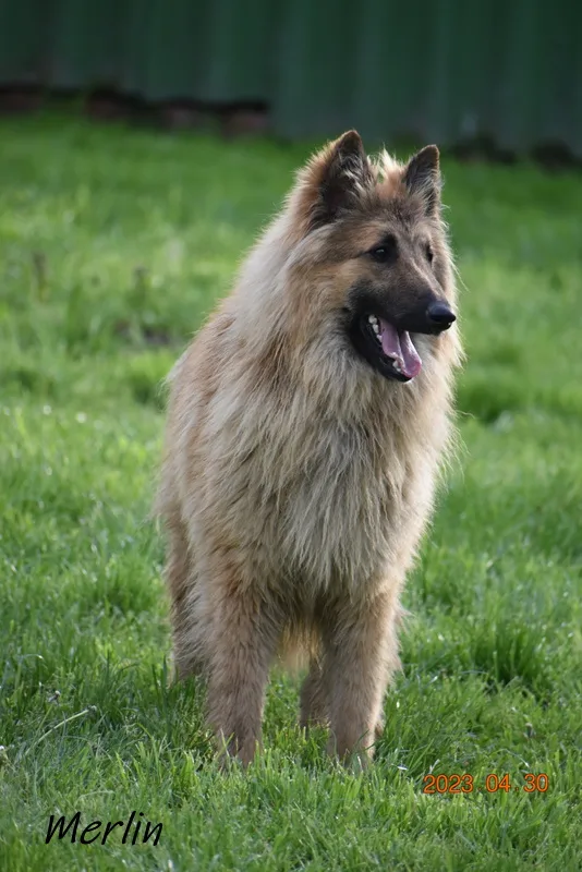 Black Obsidian Quinn 'Merlin' – 12. kép