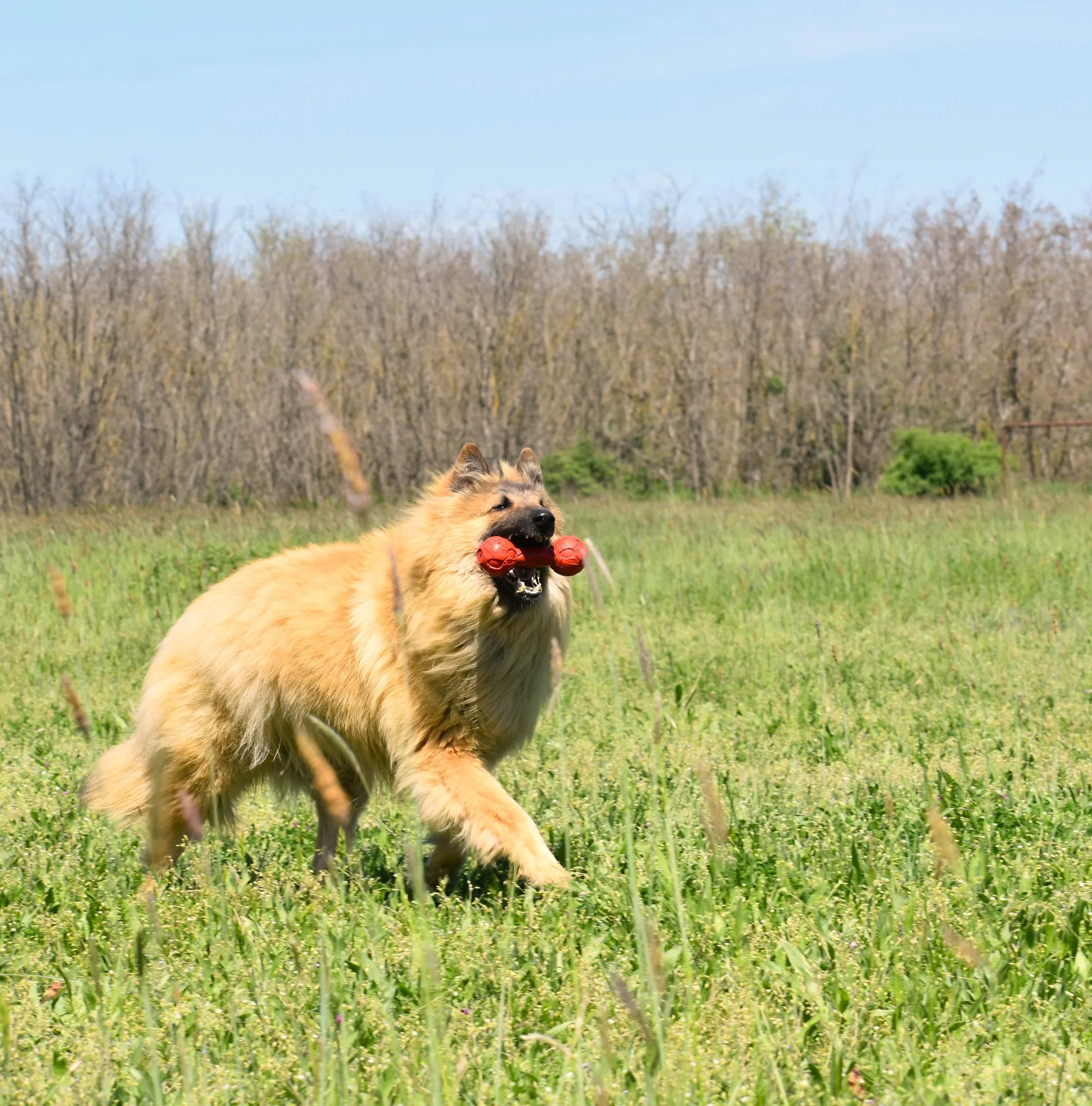 Black Obsidian Quinn 'Merlin' – 20. kép