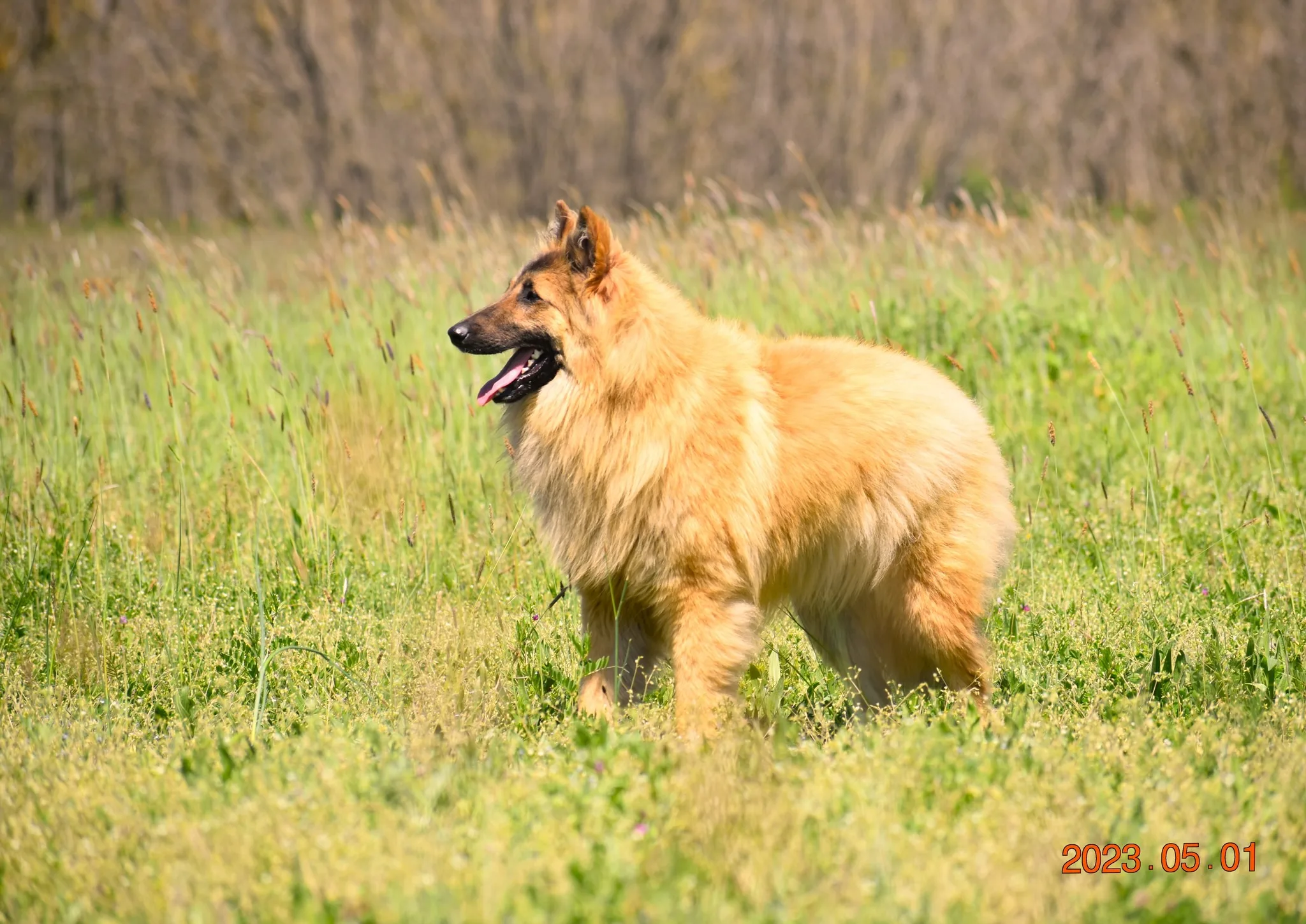 Black Obsidian Quinn 'Merlin' – 22. kép