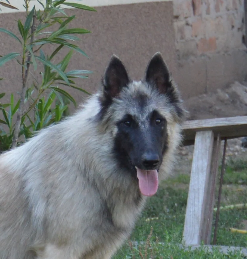 Quechy Bergerac DE Hu 'Topáz' – kép 2