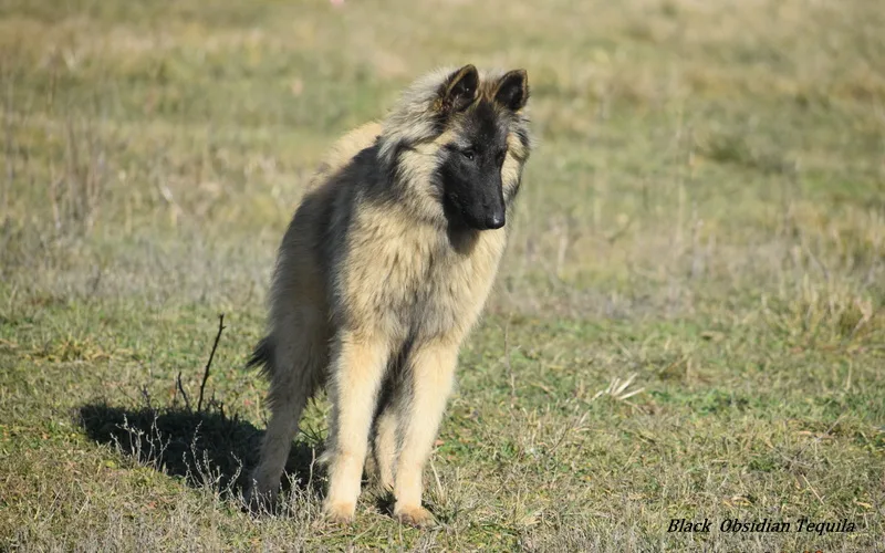Black Obsidian Tequila – 4. kép