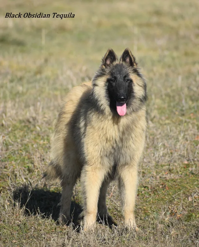 Black Obsidian Tequila – 6. kép