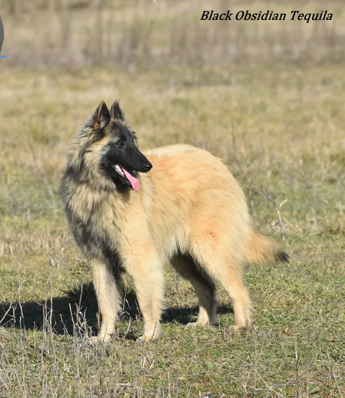 Black Obsidian Tequila – 7. kép
