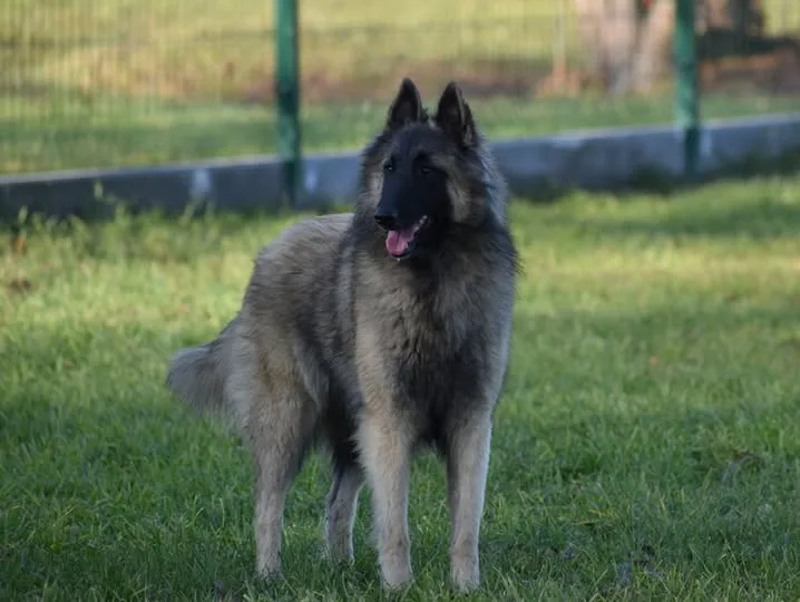 Black Obsidian Tequila – 14. kép