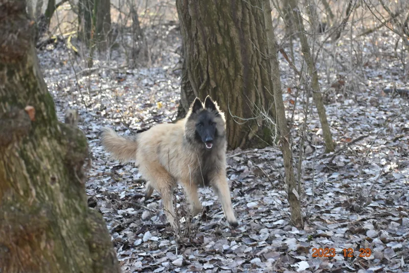 Black Obsidian Tequila – 17. kép