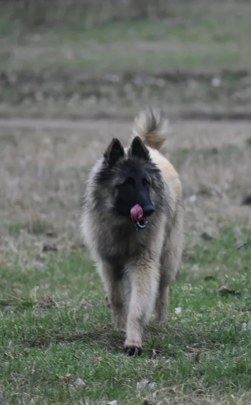 Black Obsidian Tequila – 18. kép