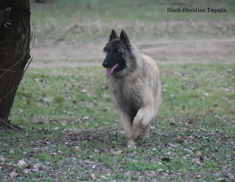 Black Obsidian Tequila – 21. kép