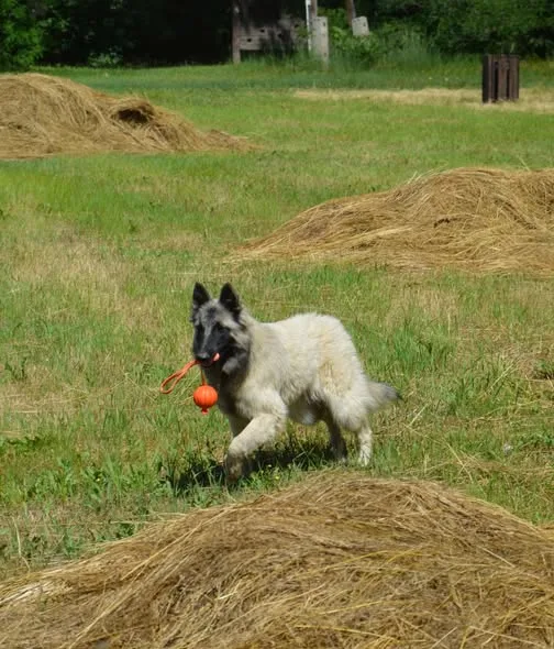Quechy Bergerac DE Hu 'Topáz' – 3. kép