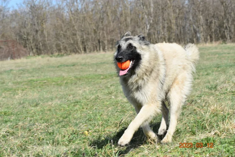 Quechy Bergerac DE Hu 'Topáz' – 4. kép