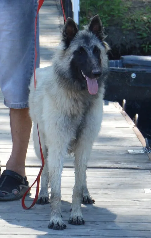 Quechy Bergerac DE Hu 'Topáz' – 5. kép